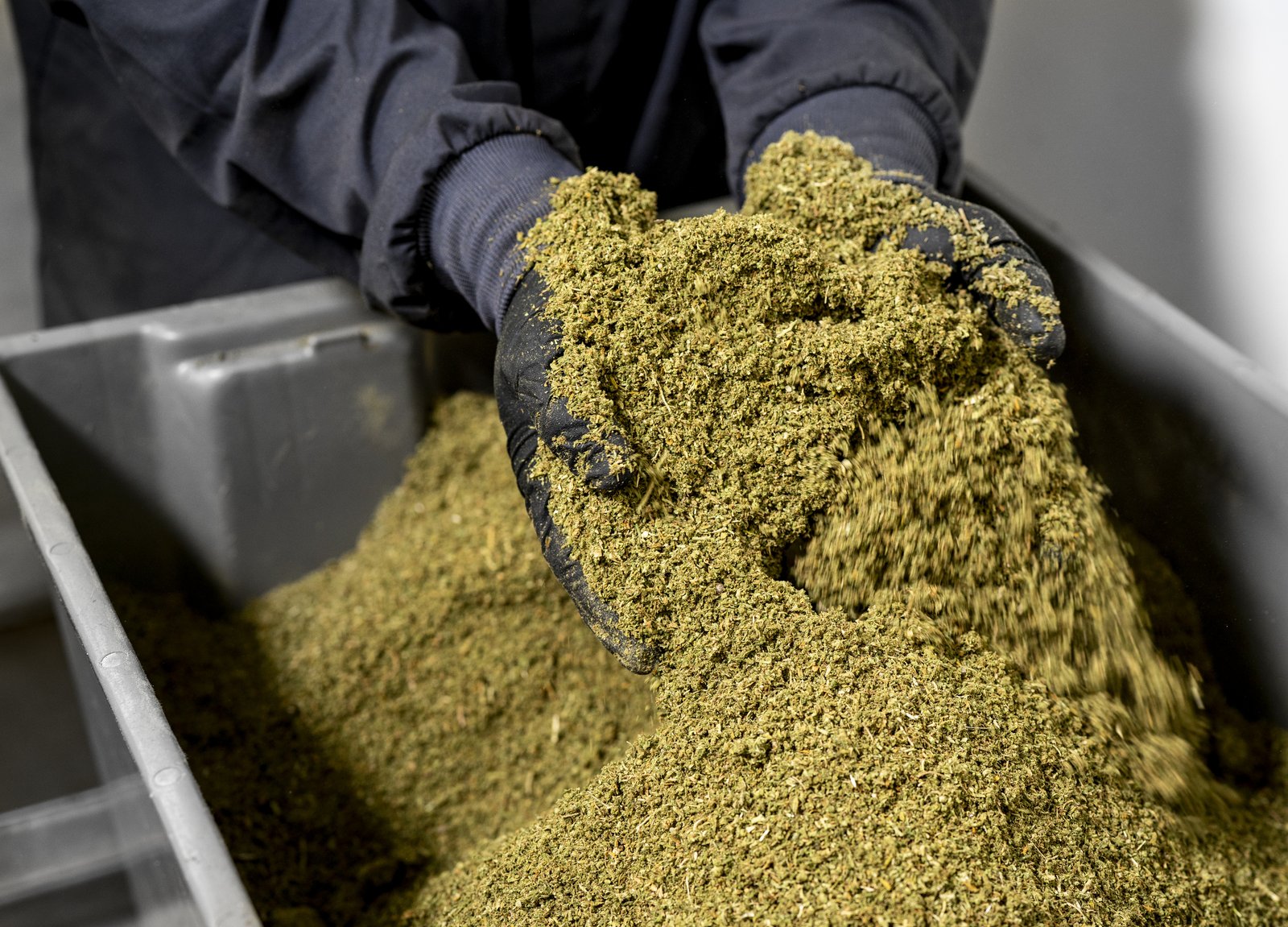 Hemp biomass sourcing